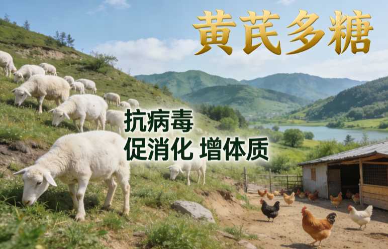 黄芪多糖对育肥猪长速有没有帮助？